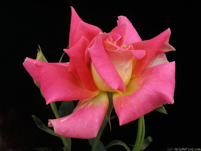 'Michael Mander' rose photo