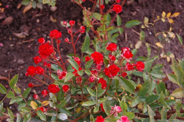 'Fireglow' rose photo