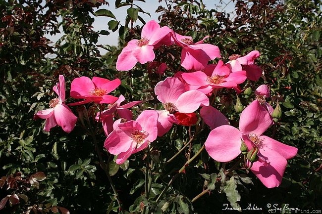 'Frances Ashton (Hybrid Tea, DePuy, 1937)' rose photo