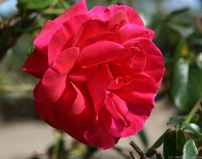 'Shining Ruby' rose photo