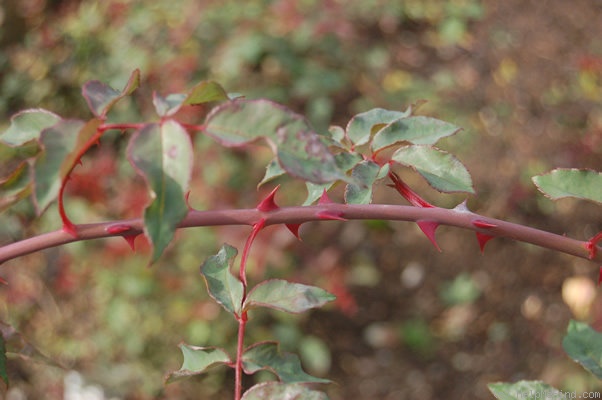 'Mademoiselle de Sombreuil' rose photo