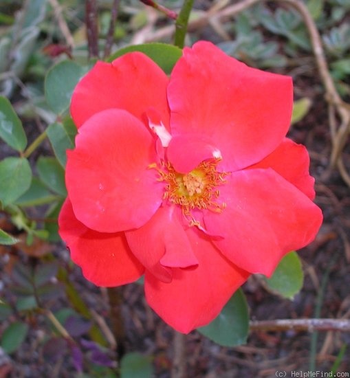 'Cocorico (floribunda, Meilland, 1950)' rose photo