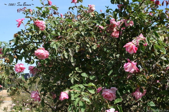 'Climbing Maman Cochet' rose photo