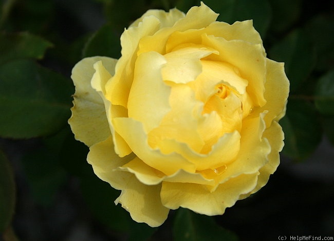 'Smooth Buttercup' rose photo