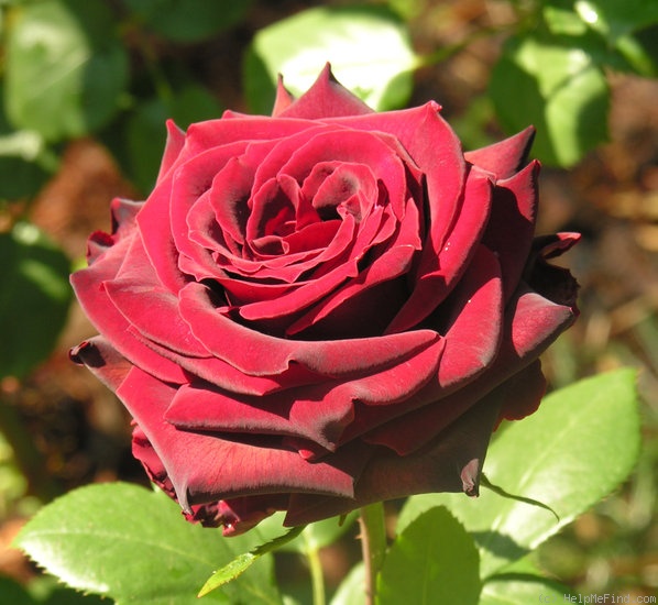 'Black Pearl (hybrid tea, Delbard 1976)' rose photo