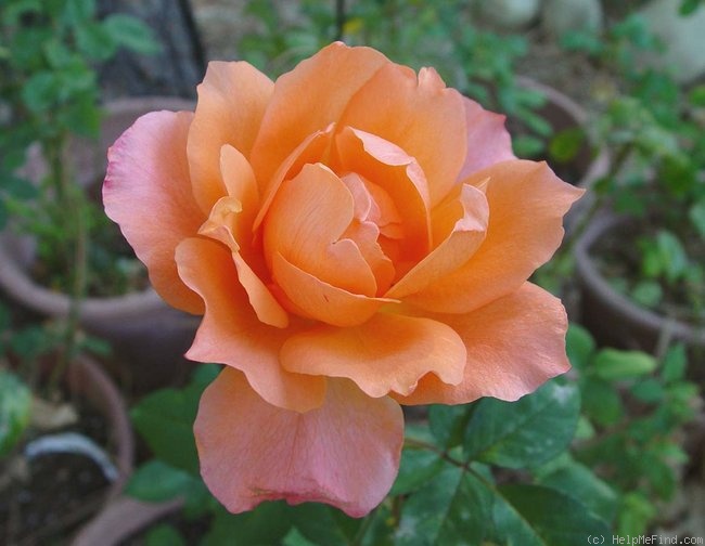 'Courtoise' rose photo