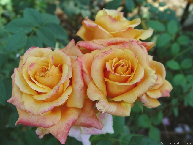 'Milva ® (hybrid tea, Evers/Tantau, 1999)' rose photo