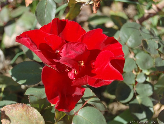 'Suzanne Dolard' rose photo