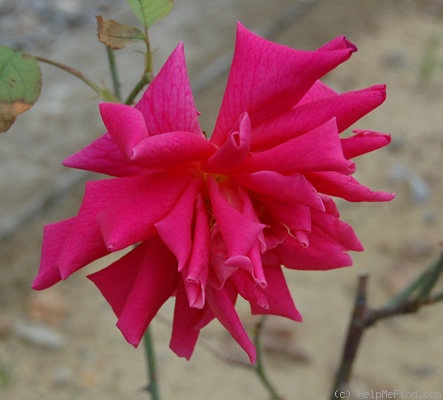 'Applause (hybrid tea, Swim, 1947)' rose photo