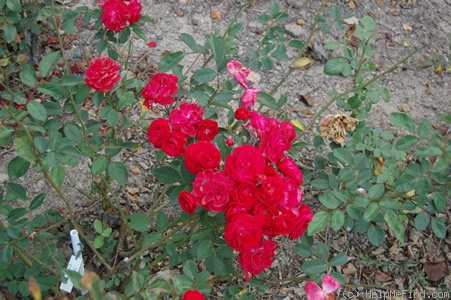 'Eutin' rose photo