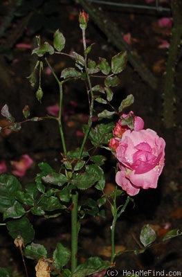 'Frau Astrid Späth' rose photo