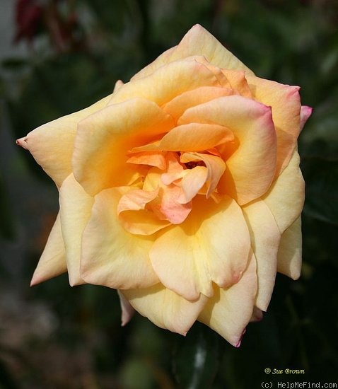 'Nobilo's Chardonnay ®' rose photo