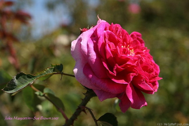 'Jules Margottin (Hybrid Perpetual, Margottin, 1853)' rose photo