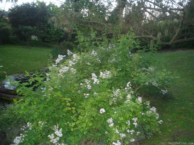 '<I>Rosa sempervirens</I> L.' rose photo