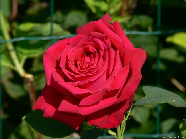 'Konrad Adenauer' rose photo