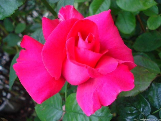 'Fragola' rose photo