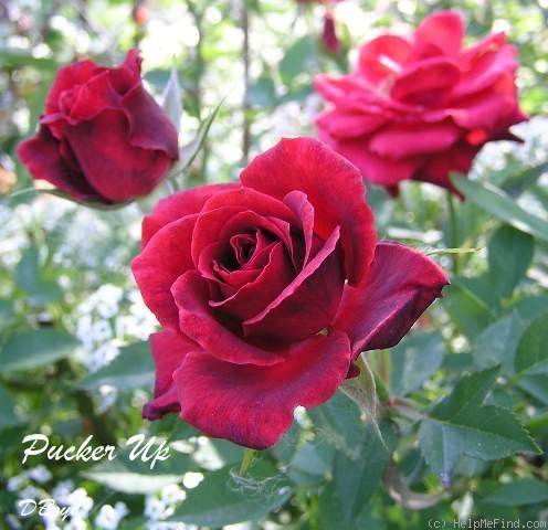 'Pucker Up' rose photo