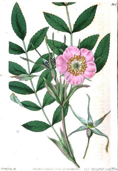 '<i>Rosa macrophylla</i> Lindl.' rose photo