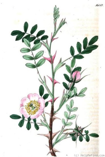 '<i>Rosa sericea</i> Wall. ex Lindl.' rose photo