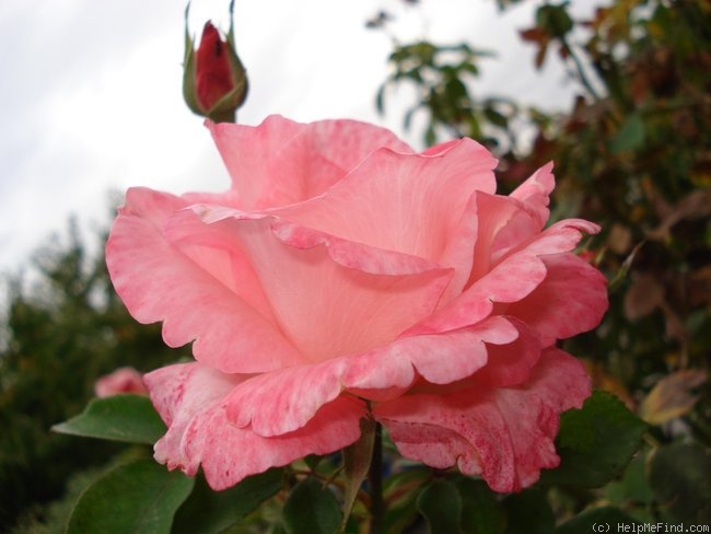 'Diane de Poitiers (hybrid tea, Croix, 1985)' rose photo