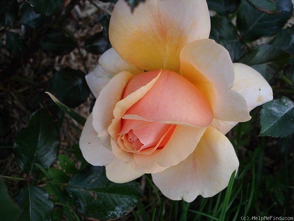 'Brigitte Fossey ®' rose photo