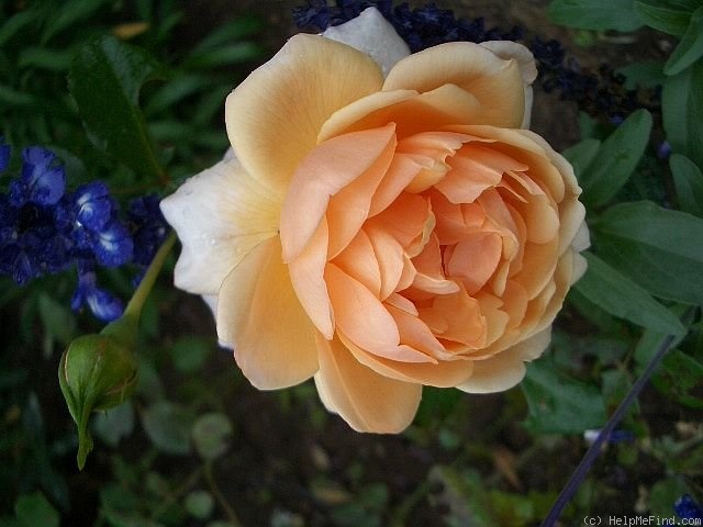 'Elizabeth Stuart ®' rose photo