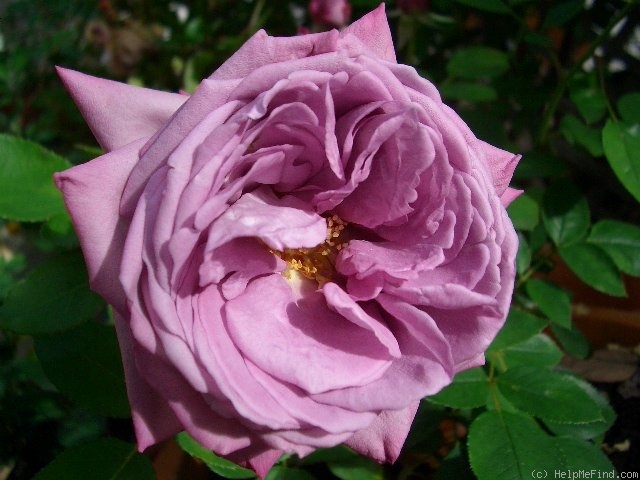 'Baltik' rose photo