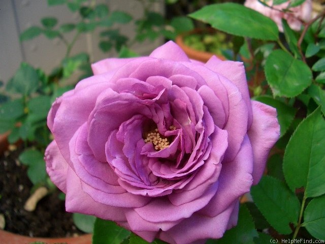 'Baltik' rose photo