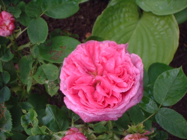 'Little Rose garden, Hoffnungsthal'  photo