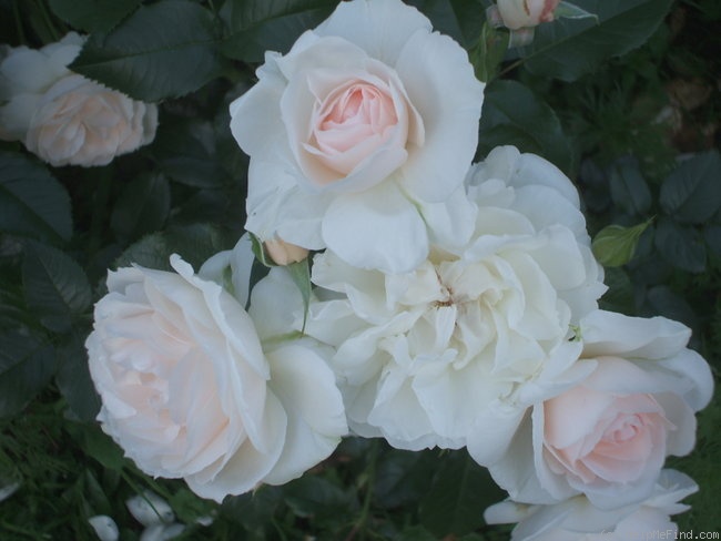 'Louisa Stone' rose photo