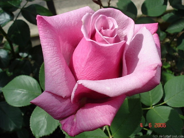 'Deborah Reilly' rose photo