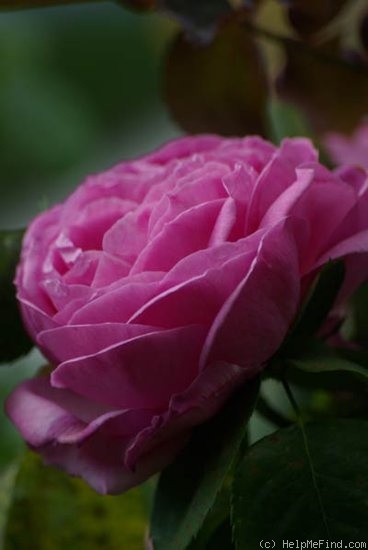 'Charles XII (bourbon, Dickerson, 2000)' rose photo