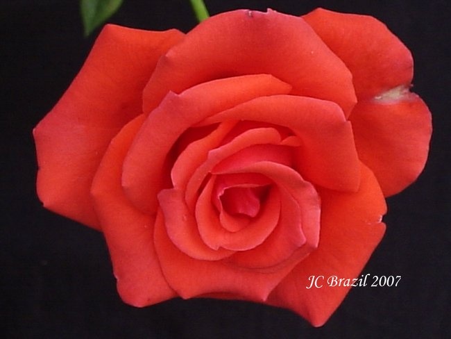 'JC Garden II - VIRUSED Garden Roses from Brazil'  photo