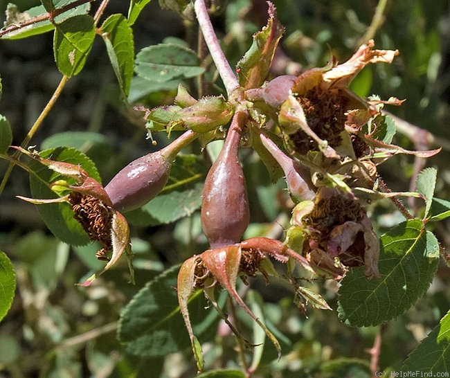 '<i>Rosa moyesii</i> Hemsl. & E.H.Wilson' rose photo