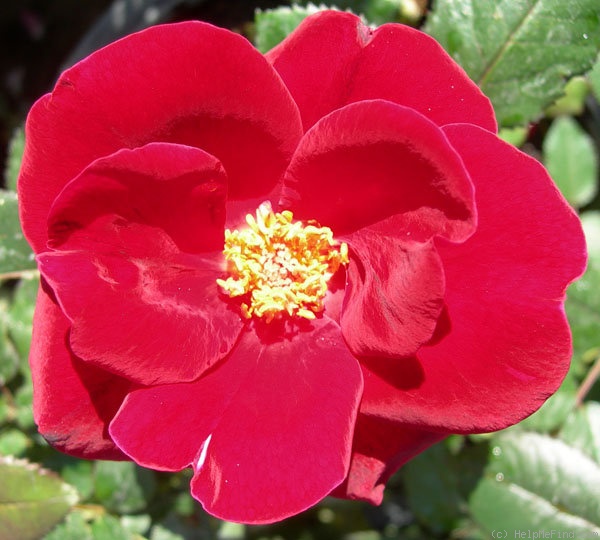 'LGHR1' rose photo