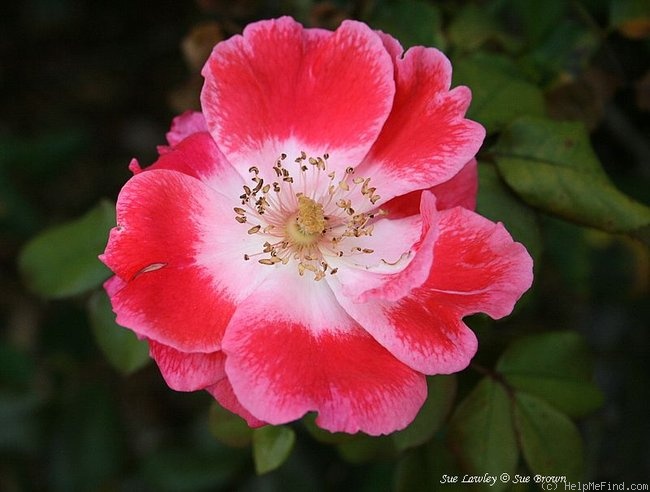 'Sue Lawley' rose photo