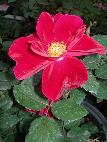 'LGHR1' rose photo