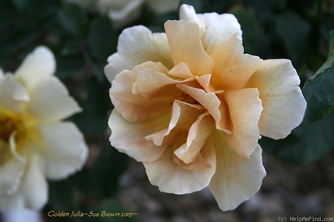 'Golden Julia' rose photo