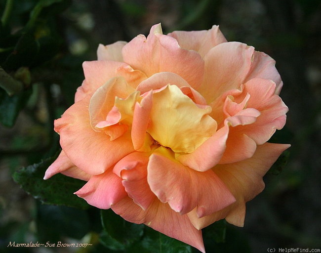 'Marmalade (hybrid tea, Ellis, 1977)' rose photo