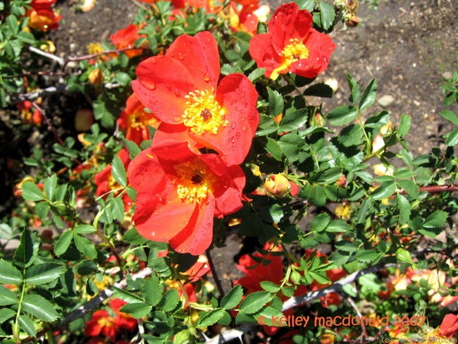 'R. foetida bicolor' rose photo