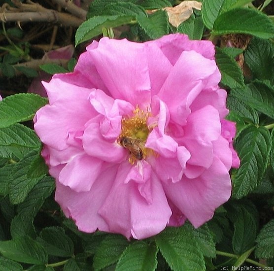 'Belle Poitevine' rose photo