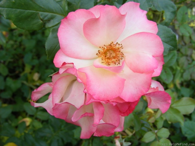 'Birthday Girl' rose photo