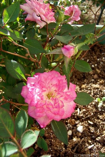 'Janna' rose photo