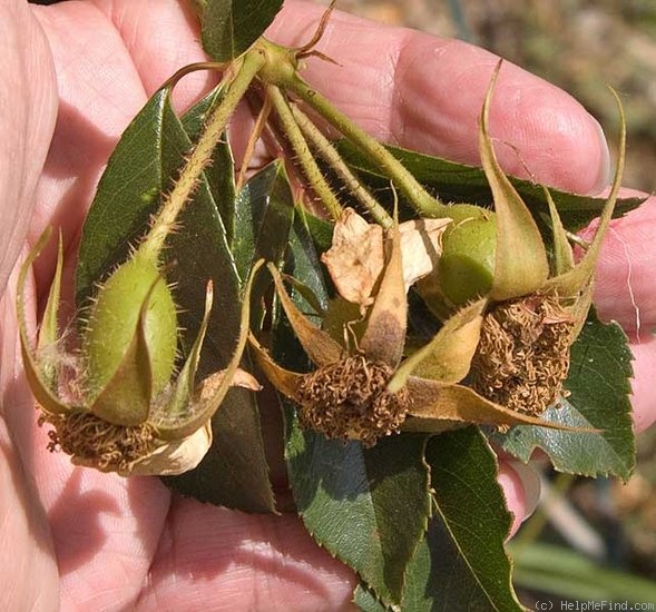 '<i>Rosa gigantea 'Cooperii'</i>' rose photo