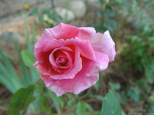 'Sierra Glow' rose photo