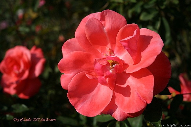 'City of Leeds' rose photo