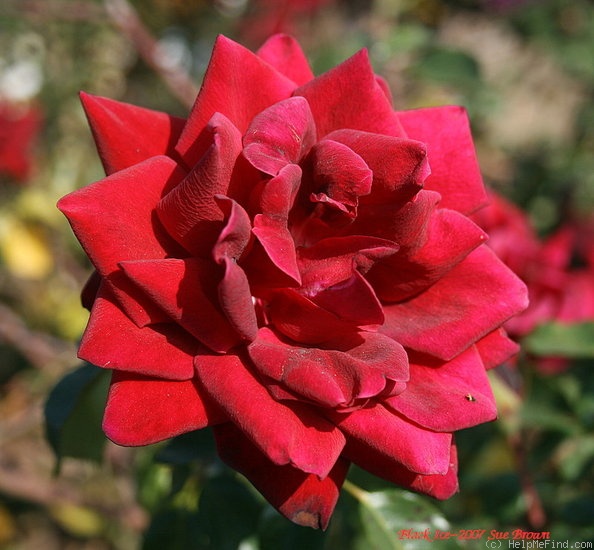 'Black Ice' rose photo