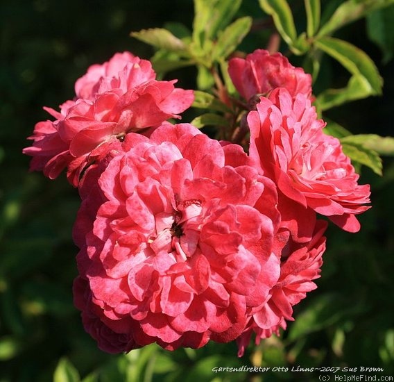 'Gartendirektor Otto Linne' rose photo