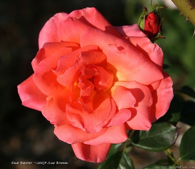 'Ena Baxter (hybrid tea, Cocker, 1990)' rose photo