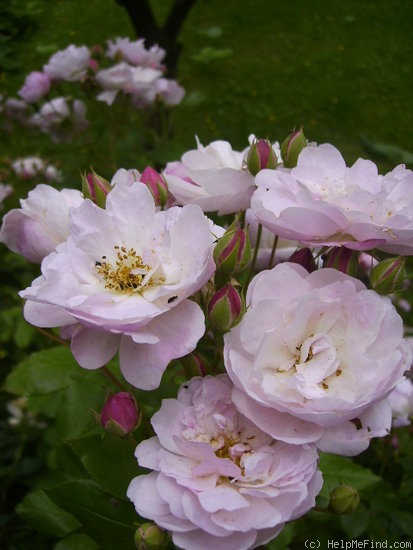 'Blush Noisette' rose photo